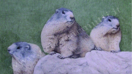 quadro marmotte tecnica ad acquerello