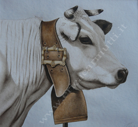 quadro mucca tecnica ad acquerello boves