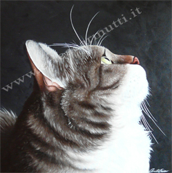 quadro tecnica olio su tela cm30x30 titolo ritratto di gatto